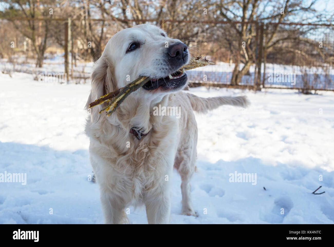 Dog in winter forest Stock Photo - Alamy