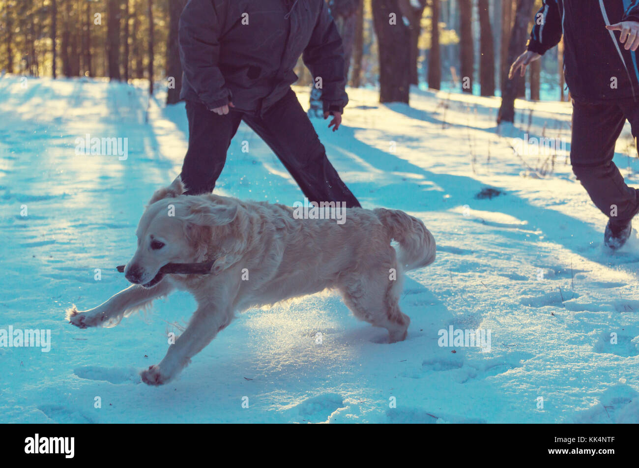 Dog in winter forest Stock Photo - Alamy