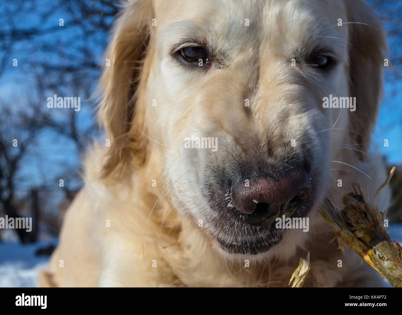 Dog in the winter forest Stock Photo - Alamy