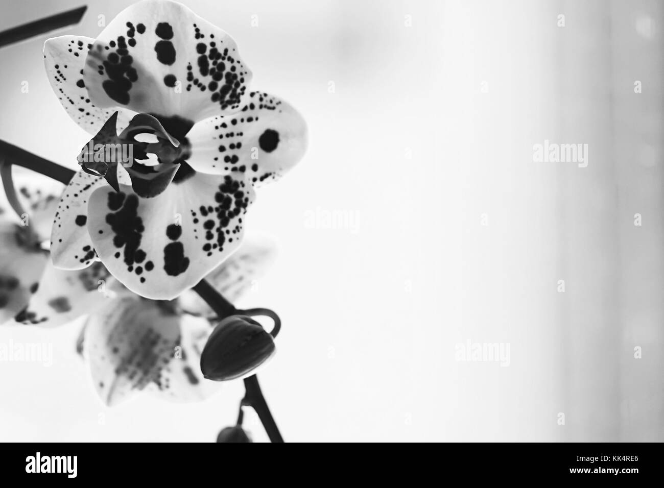 9200 palabra clave  Gratis