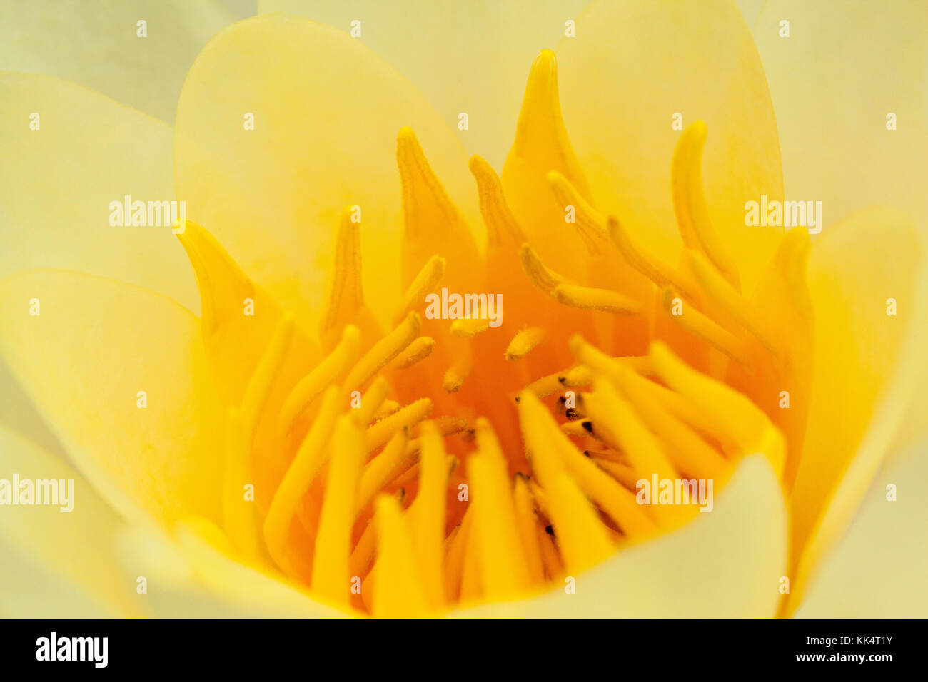 Close up image of a Water Lily Stock Photo