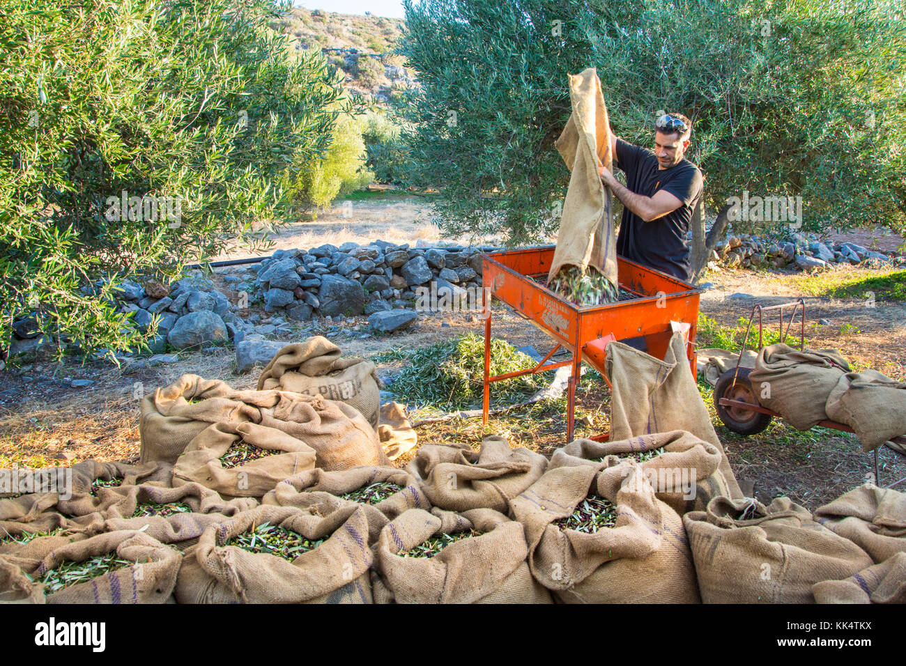 Harvested fresh olives in a field in Crete, Greece for olive oil