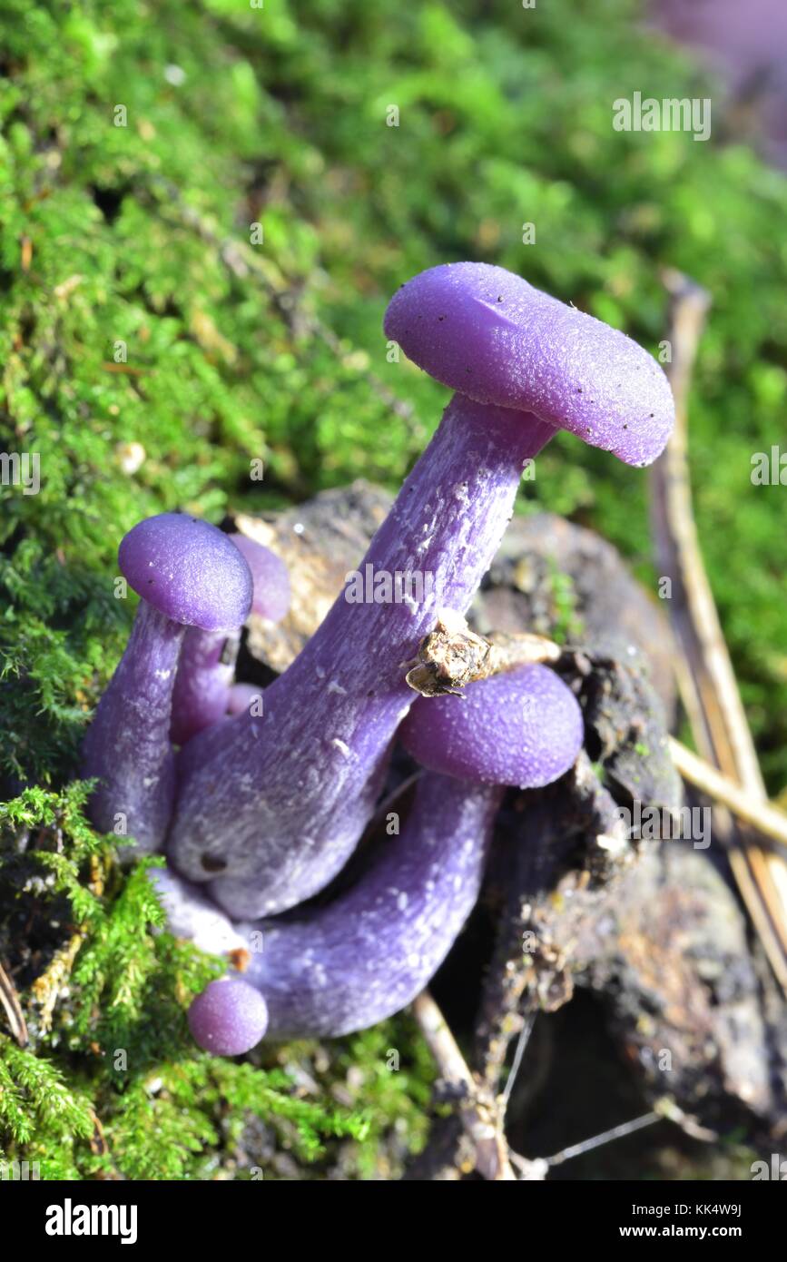 Sunlight on the Autumn Fruiting Fungi Stock Photo Alamy