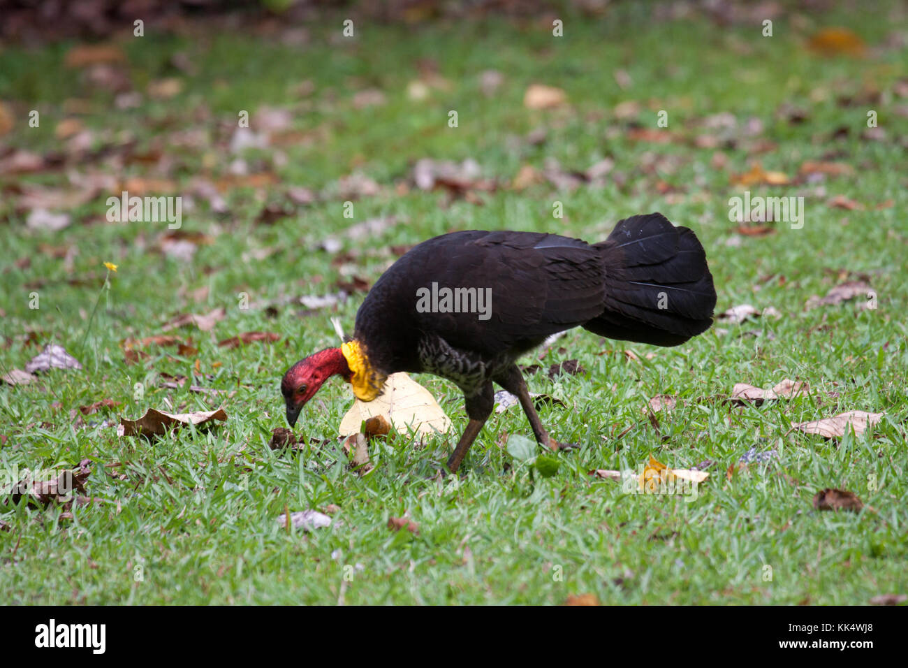 Australian brush turkey adult male foraging in grassy clearing in