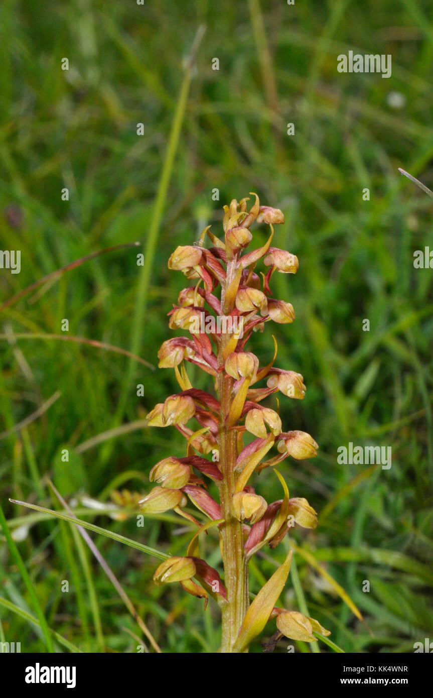 Frog Orchid, Dactylorhiza viridis, on chalk grassland,in Wiltshire.UK Stock Photo