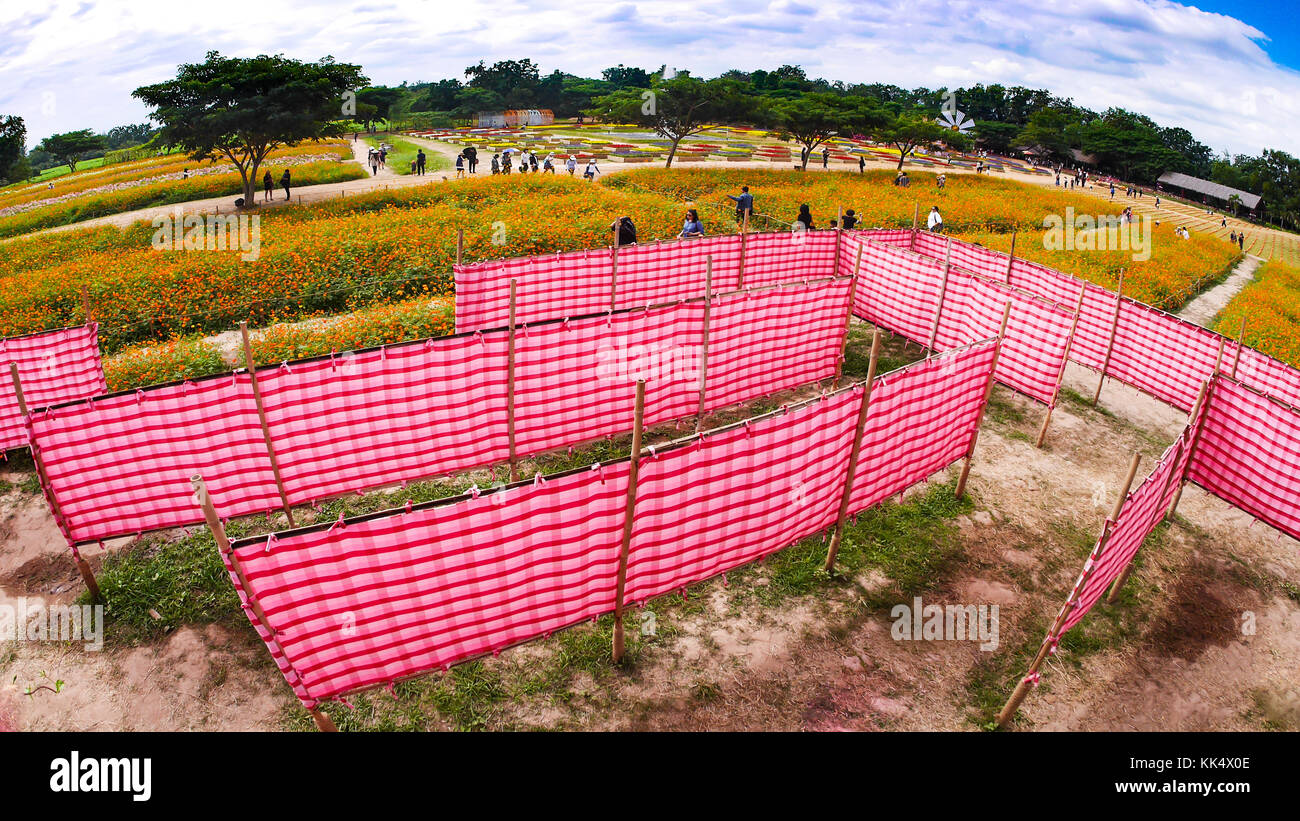 the red white plaid cloth labyrinth in the cosmos flower field Stock Photo