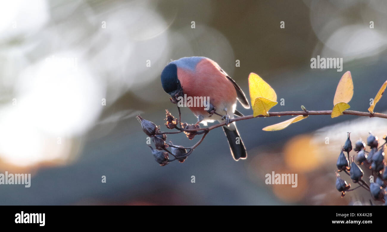 Male Bullfinche feeding. Stock Photo