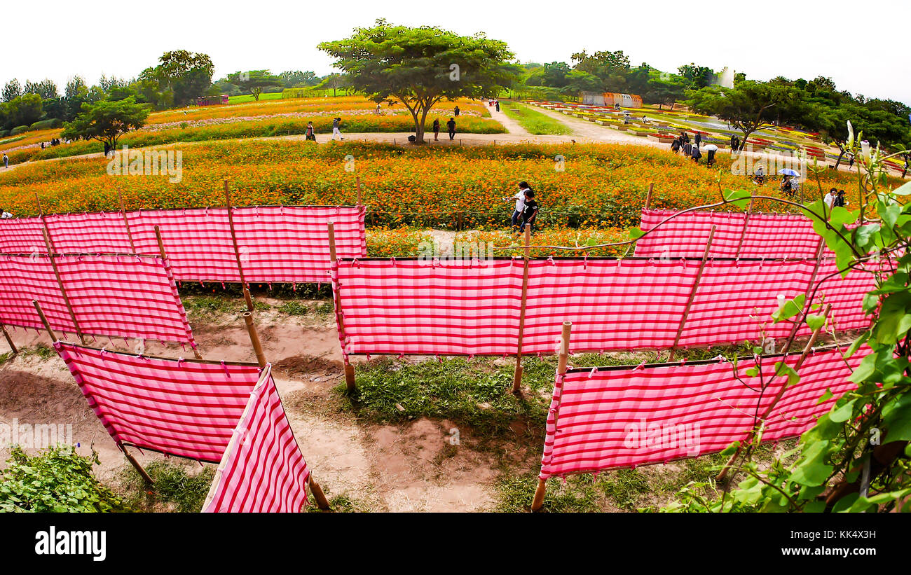 the red white plaid cloth labyrinth in the cosmos flower field Stock Photo