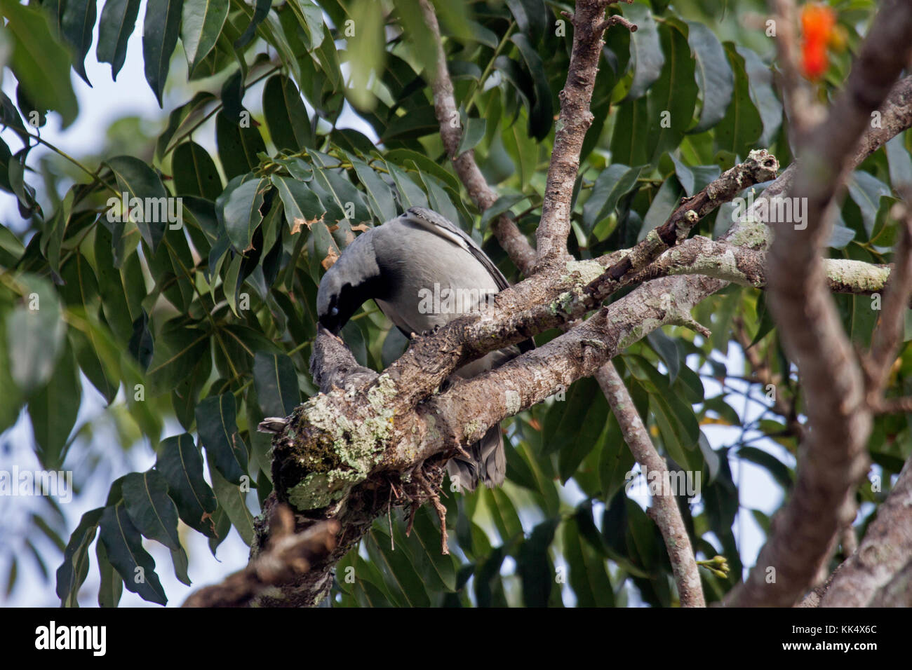 Black-faced cuckoo-shrike at nest on branch of tree in Queensland Australia Stock Photo