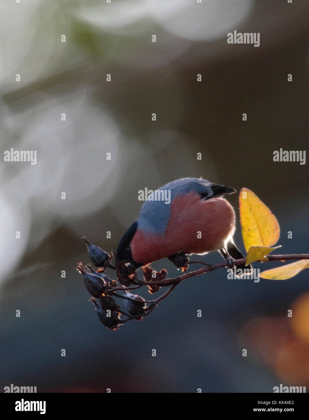 Male Bullfinche feeding. Stock Photo