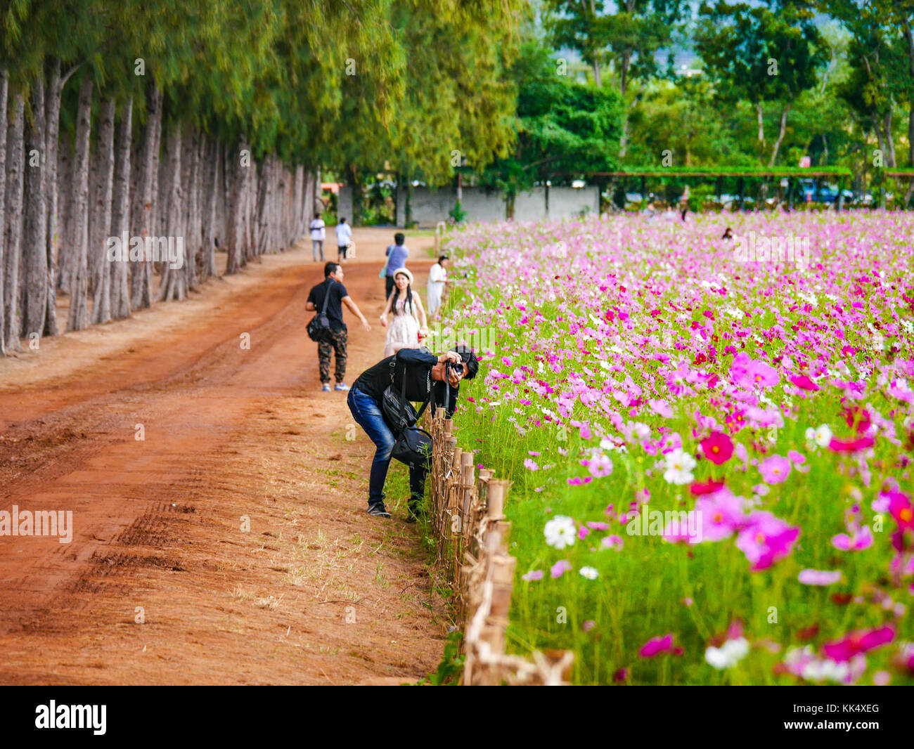 Beautiful cosmos flower hi-res stock photography and images - Alamy