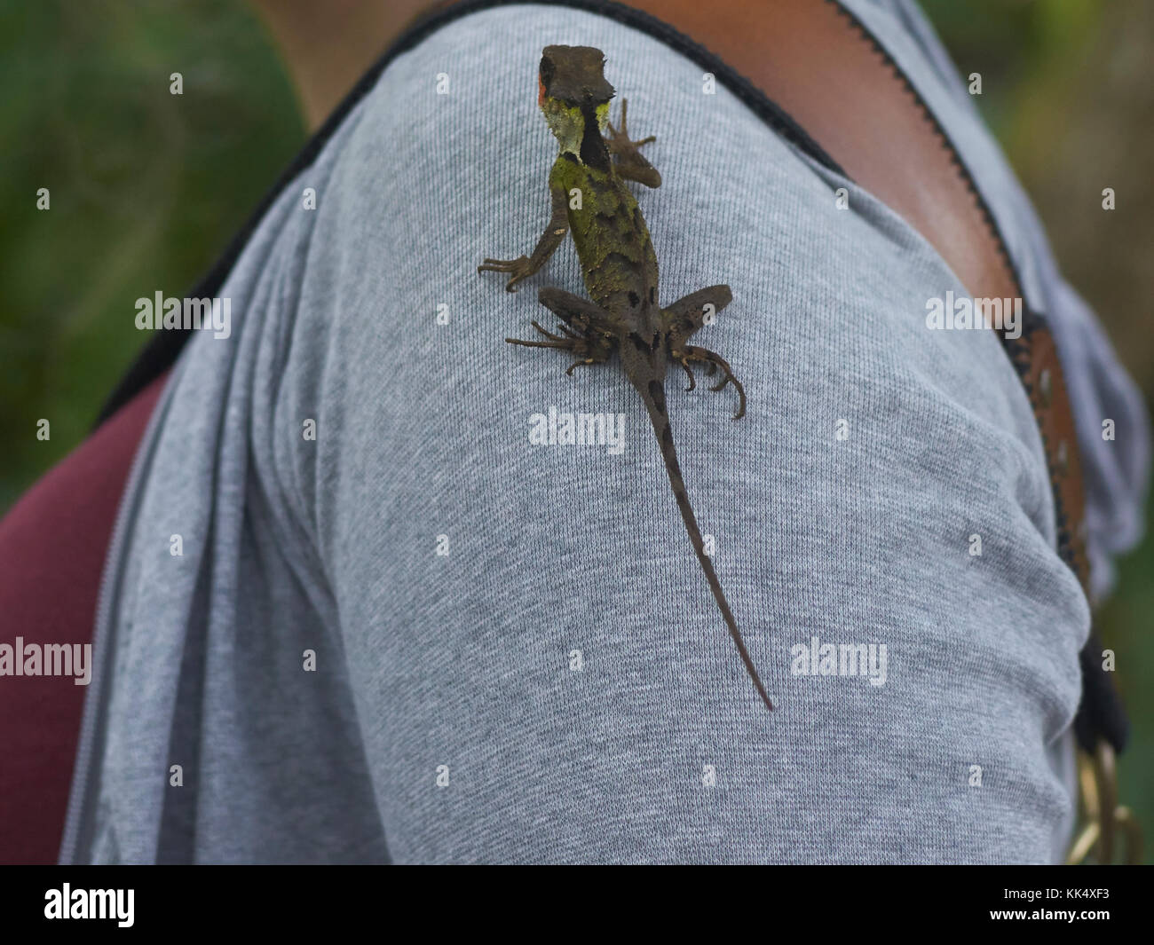 lizard sweater