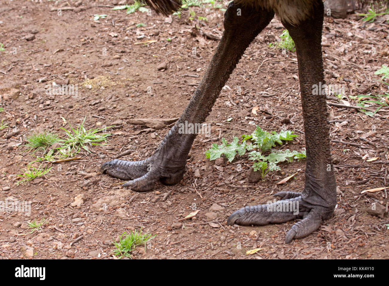 Emu feet hi-res stock photography and images - Alamy