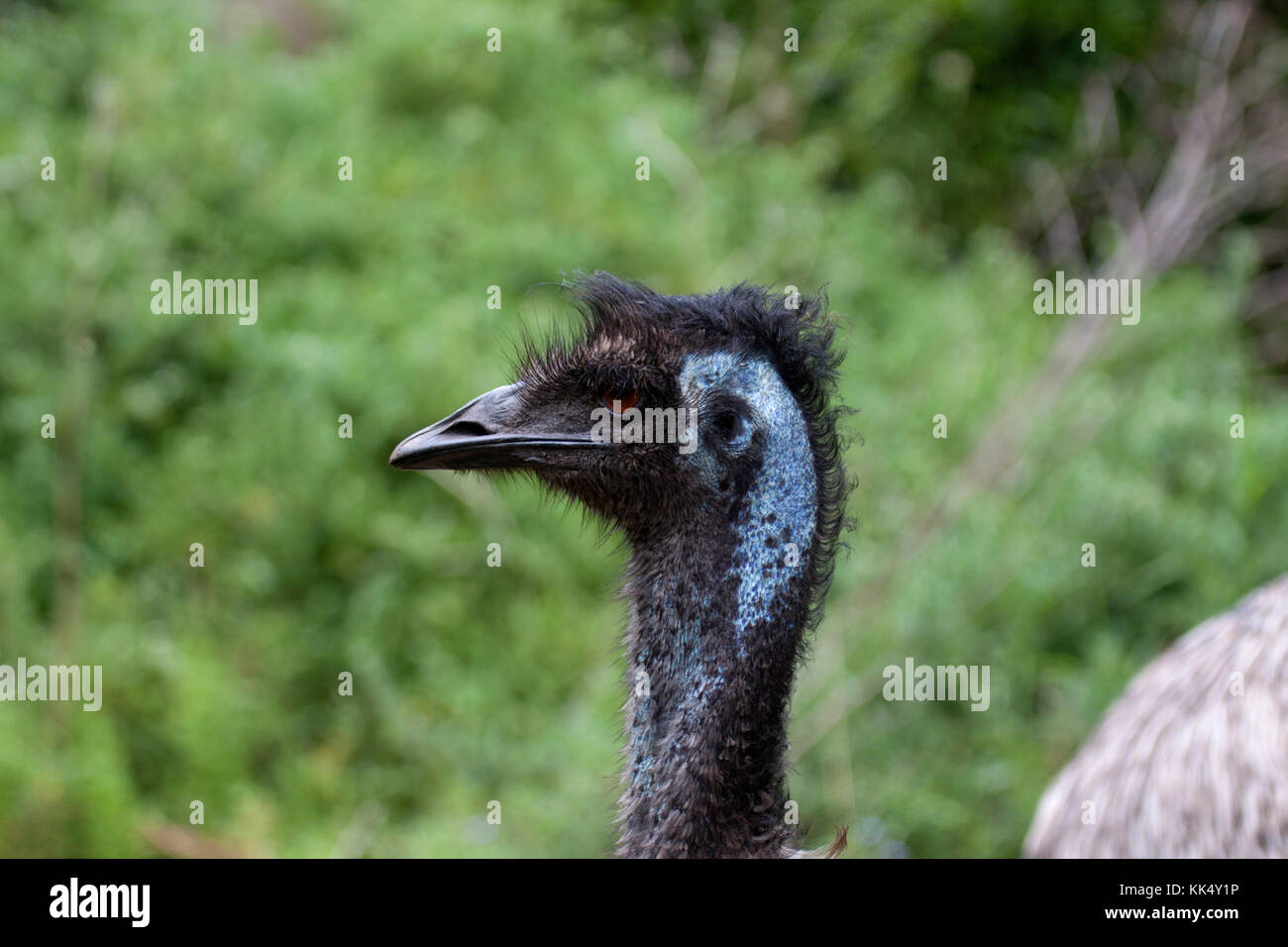 Emu in Tower Hill Nature Reserve Victoria Australia Head shot Stock Photo