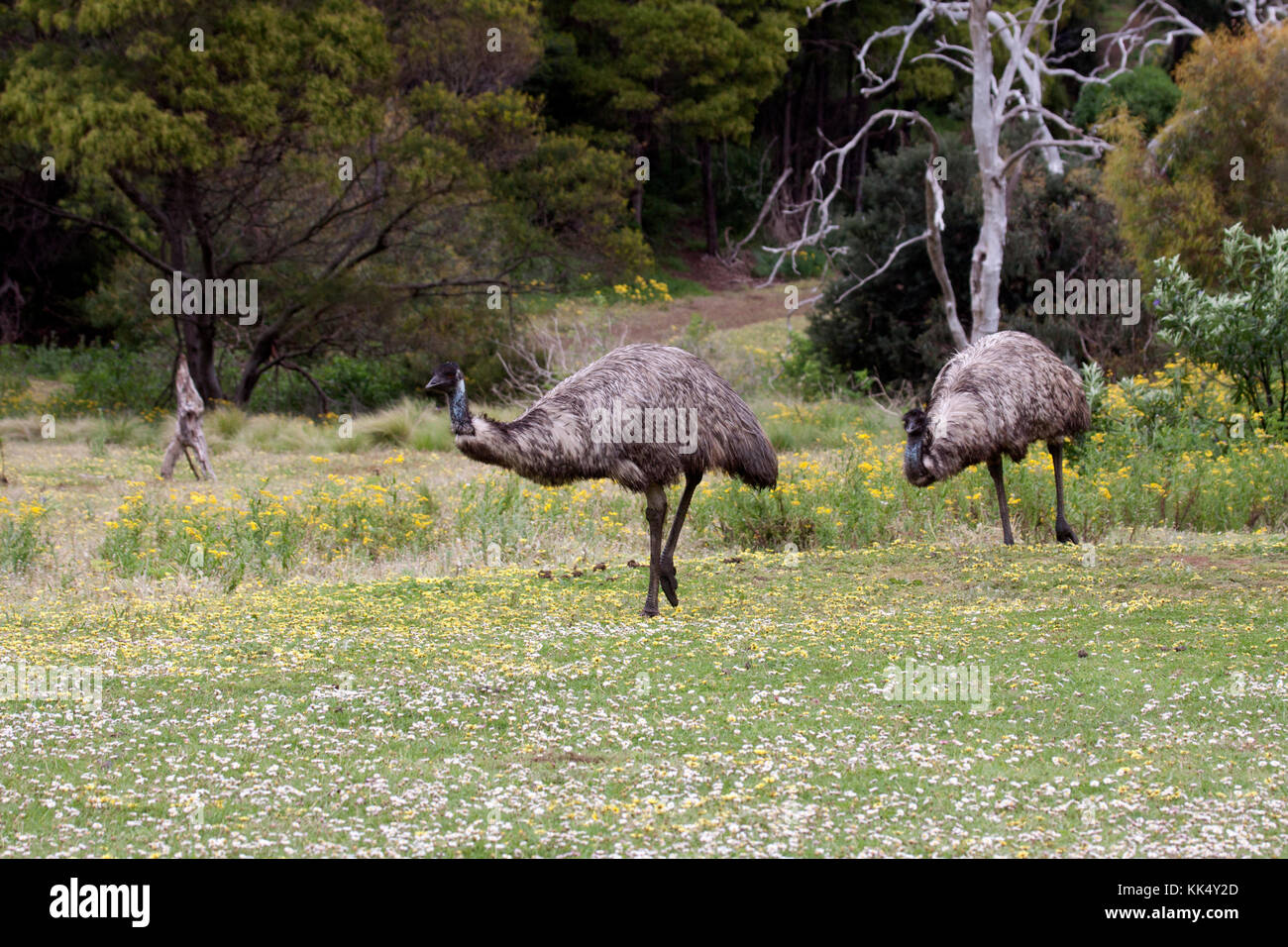 Emus in Tower Hill Nature Reserve Victoria Australia Stock Photo