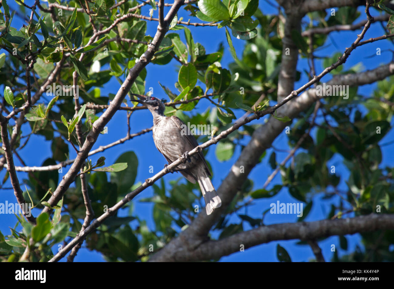 Helmeted friarbird singing from perch in tree canopy in Queensland
