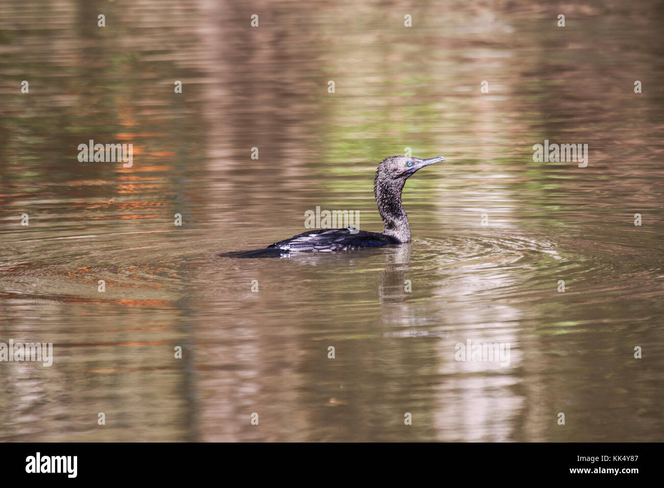 Little black cormorant swimming in lake in Picton Victoria Australia Stock Photo