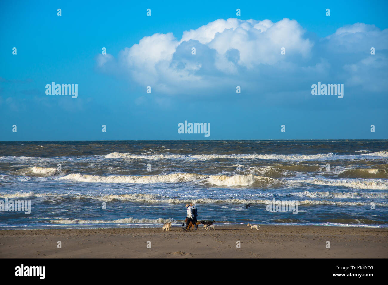 couple walking with dogs at the beach of Scheveningen, Holland Stock Photo