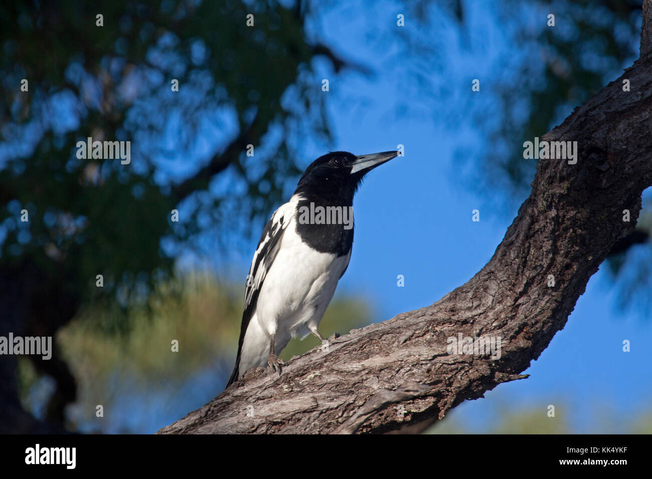 Pied butcherbird perched on bough of tree in Queensland Australia Stock Photo