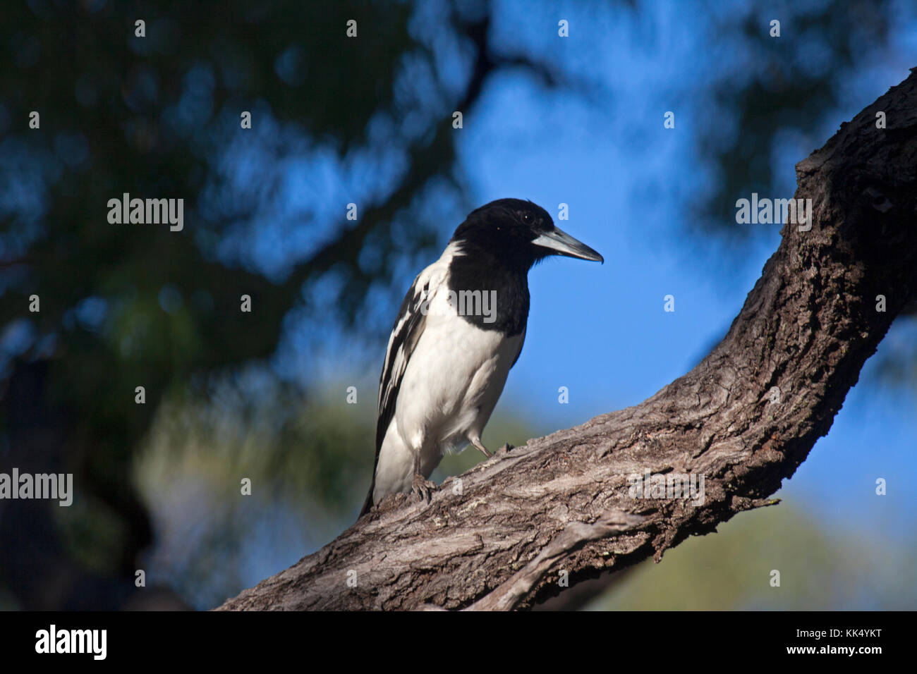 Pied butcherbird perched on bough of tree in Queensland Australia Stock Photo