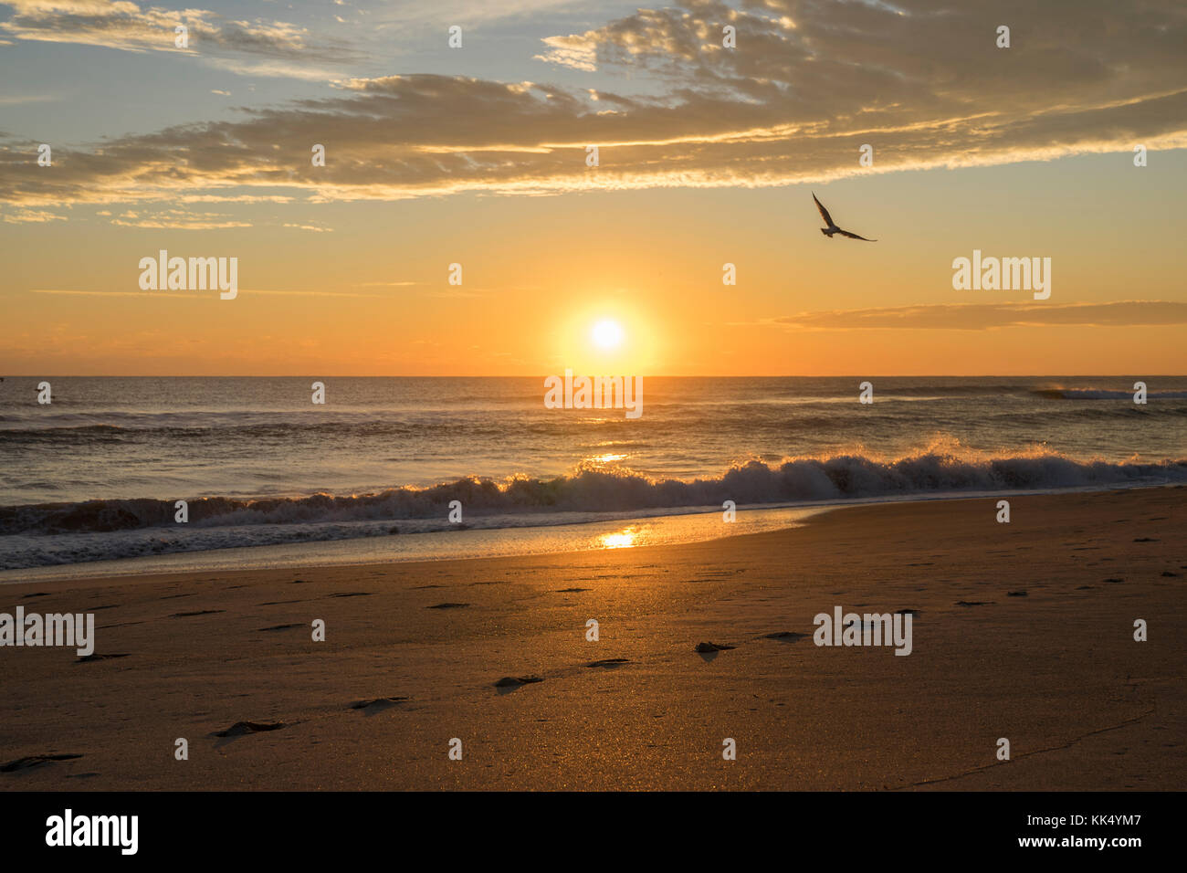 A bird flies through the early morning sunrise on Melbourne's beach Stock Photo