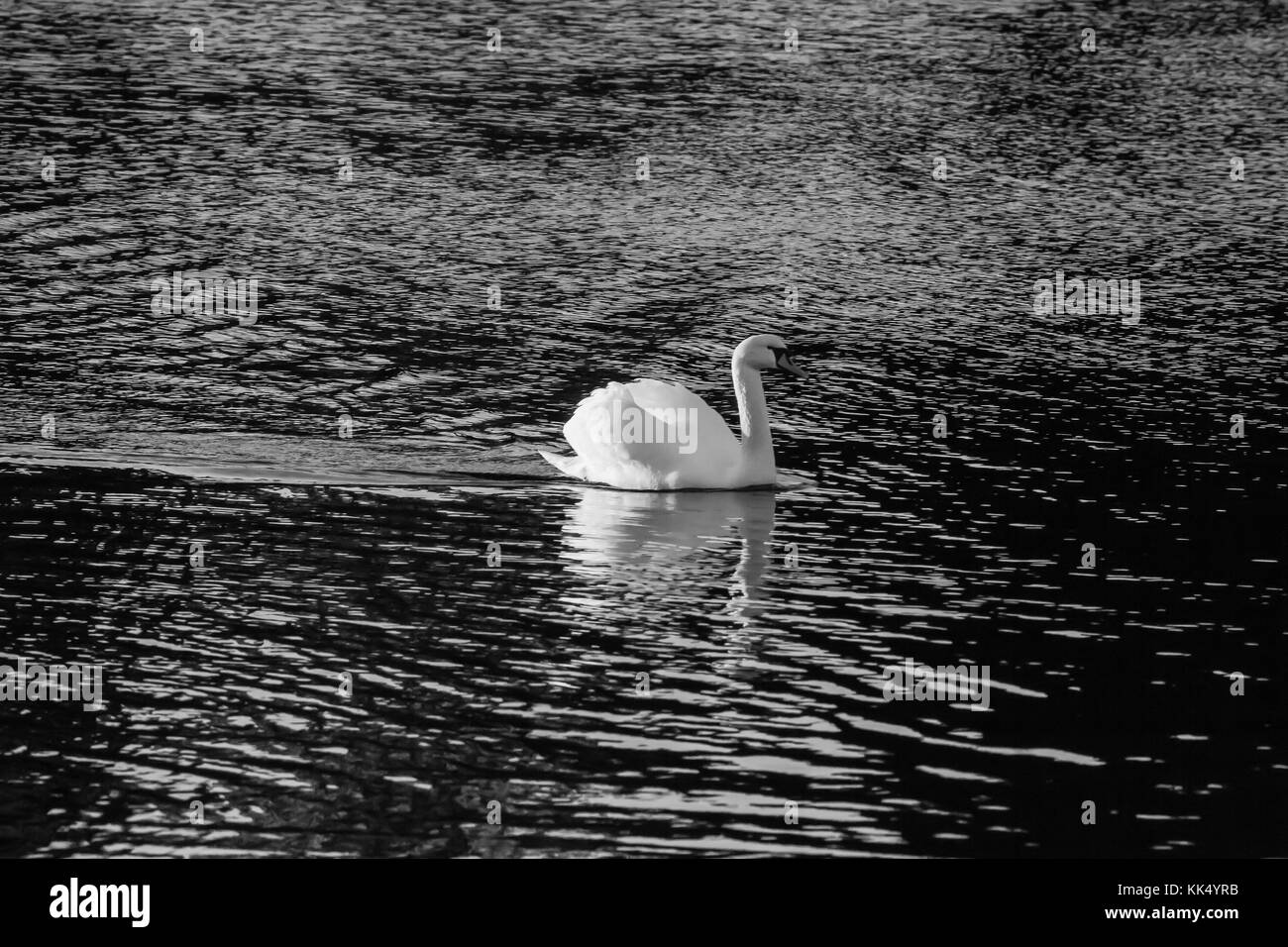 Adult mute swan. Photographed in January in Fana fjord, western Norway Stock Photo