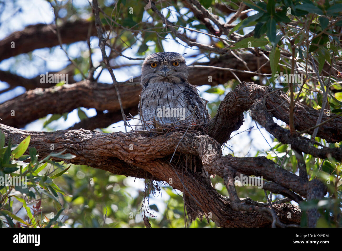 Tawny frogmouth ssp strigoides sitting on nest with chicks in NSW Australia Stock Photo