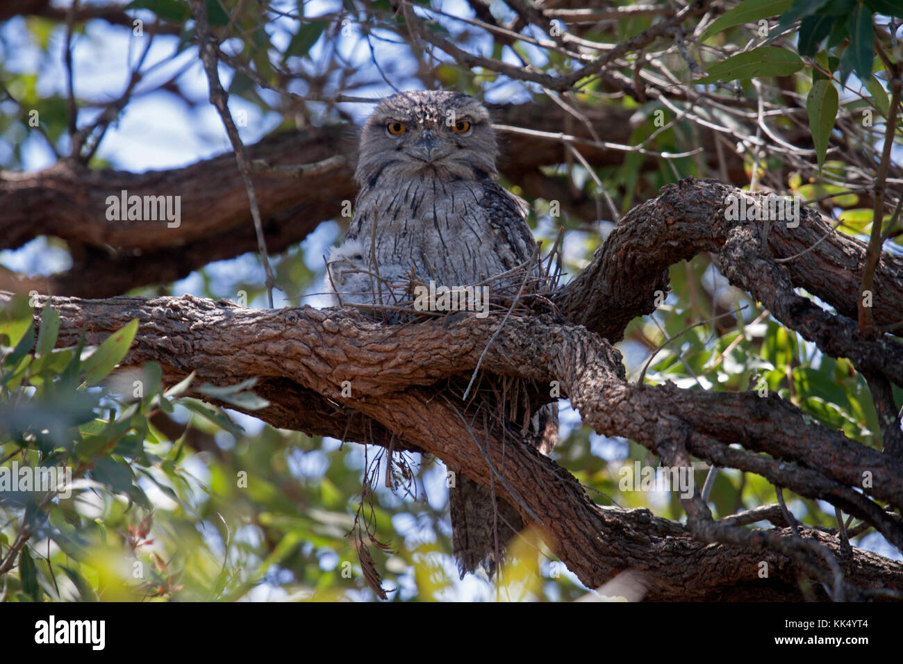 Tawny frogmouth ssp strigoides sitting on nest with chicks in NSW Australia Stock Photo