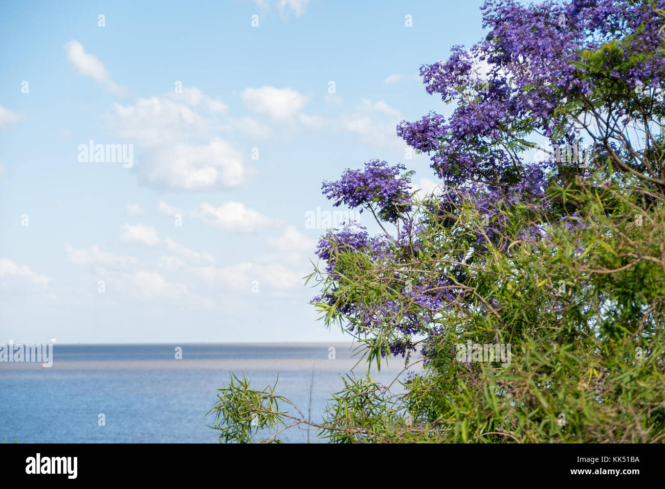 Beautiful blue sky with white clouds and Rio de La Plata horizon with vegetation in the foreground. Stock Photo