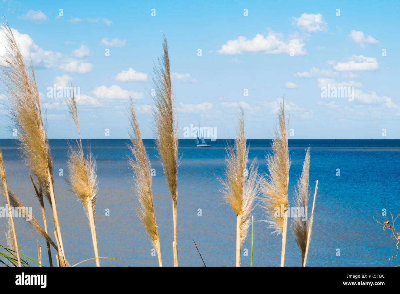 Beautiful blue sky with white clouds and Rio de La Plata horizon with vegetation in the foreground. Stock Photo