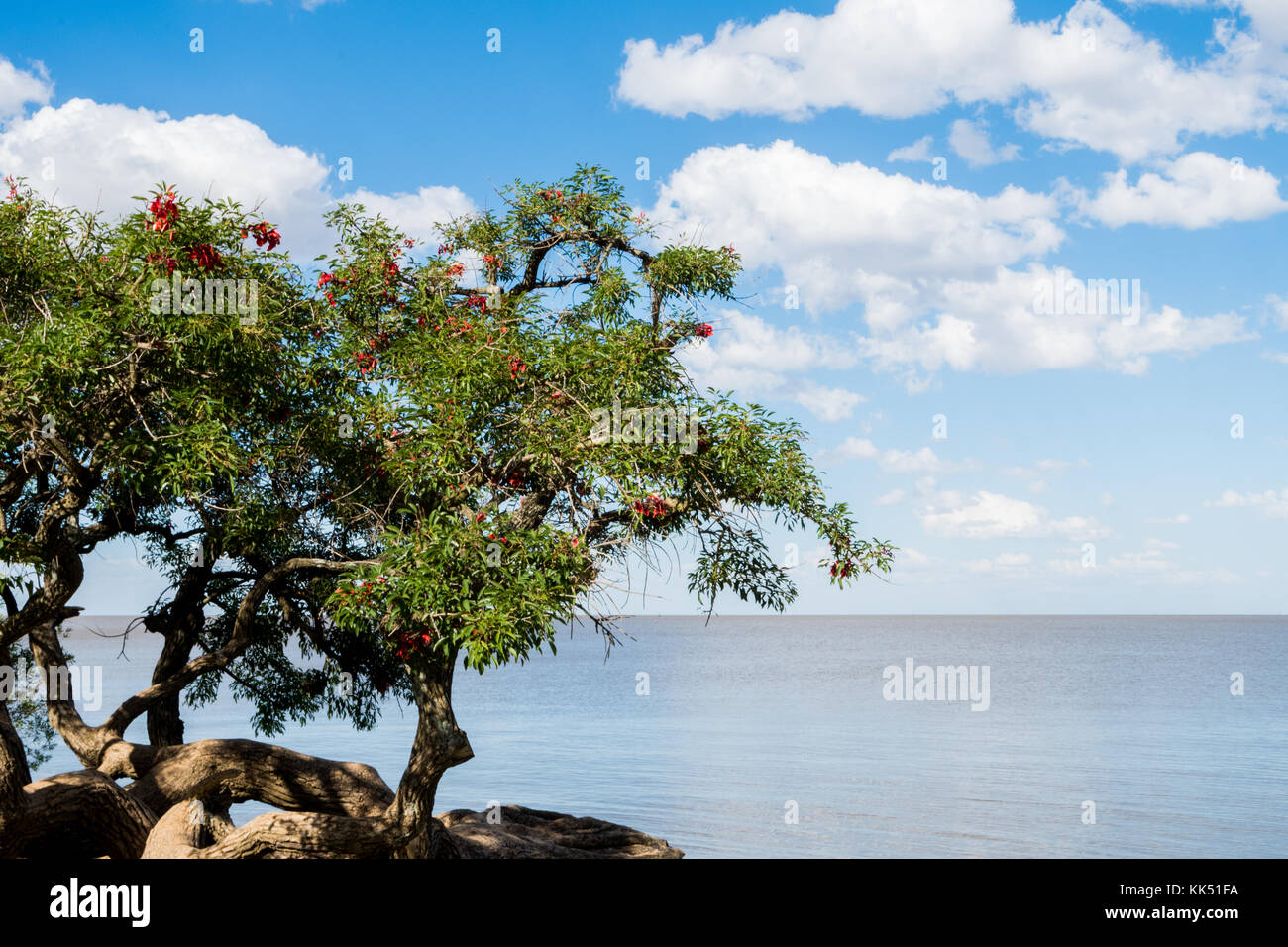 Beautiful blue sky with white clouds and Rio de La Plata horizon with vegetation in the foreground. Stock Photo