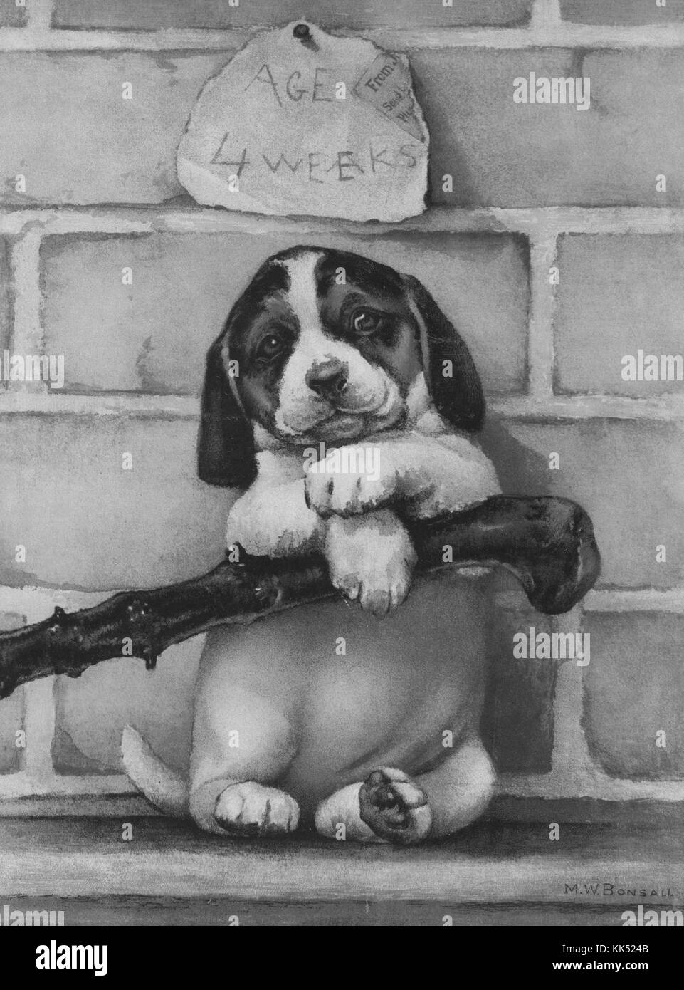 Color print of a puppy with a stick, sitting in front of a brick wall, piece of paper above his head reads '4 Weeks', art by MW Bonsail, published by L Prang and Company, 1900. From the New York Public Library. Stock Photo