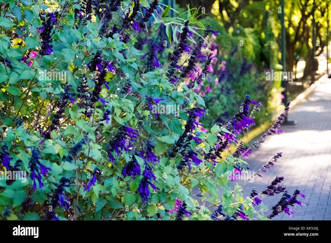 Beautiful plant with violet flowers in Puerto Madero. Stock Photo