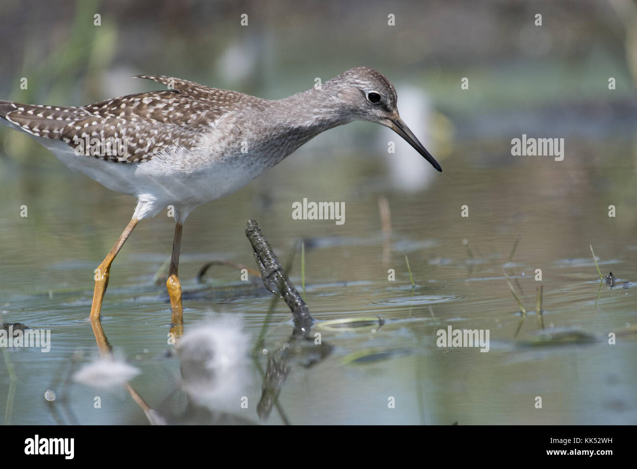 Greater Yellowlegs hunting for food on the shoreline of a St-Lawrence River island Stock Photo