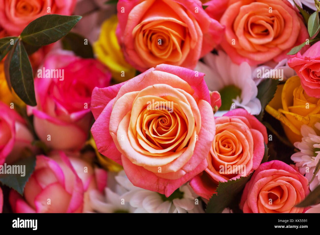 Pink Rose, beautiful nature background Stock Photo - Alamy