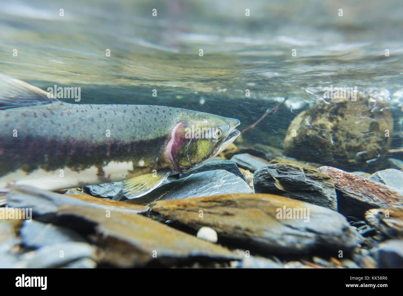 salmon spawning Stock Photo Alamy
