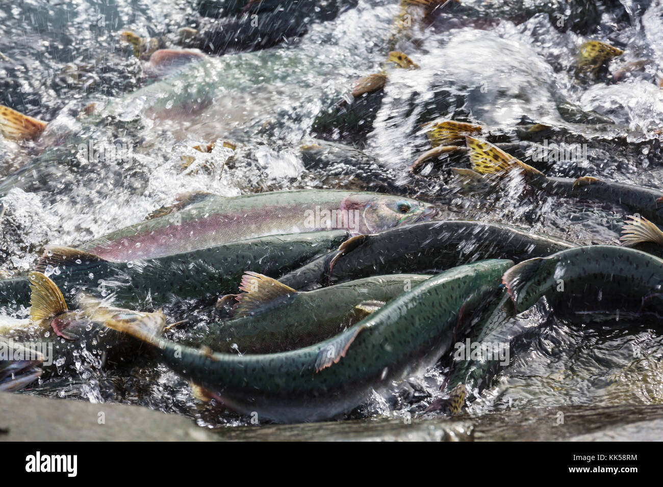 salmon spawning Stock Photo Alamy
