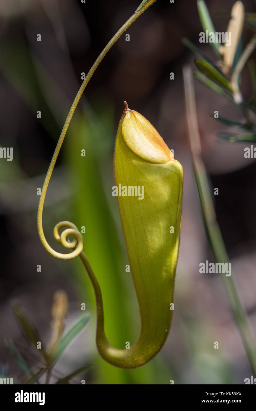 Pitcher of a carnivorous plant Nepenthes madagascariensis. Madagascar, Africa. Stock Photo