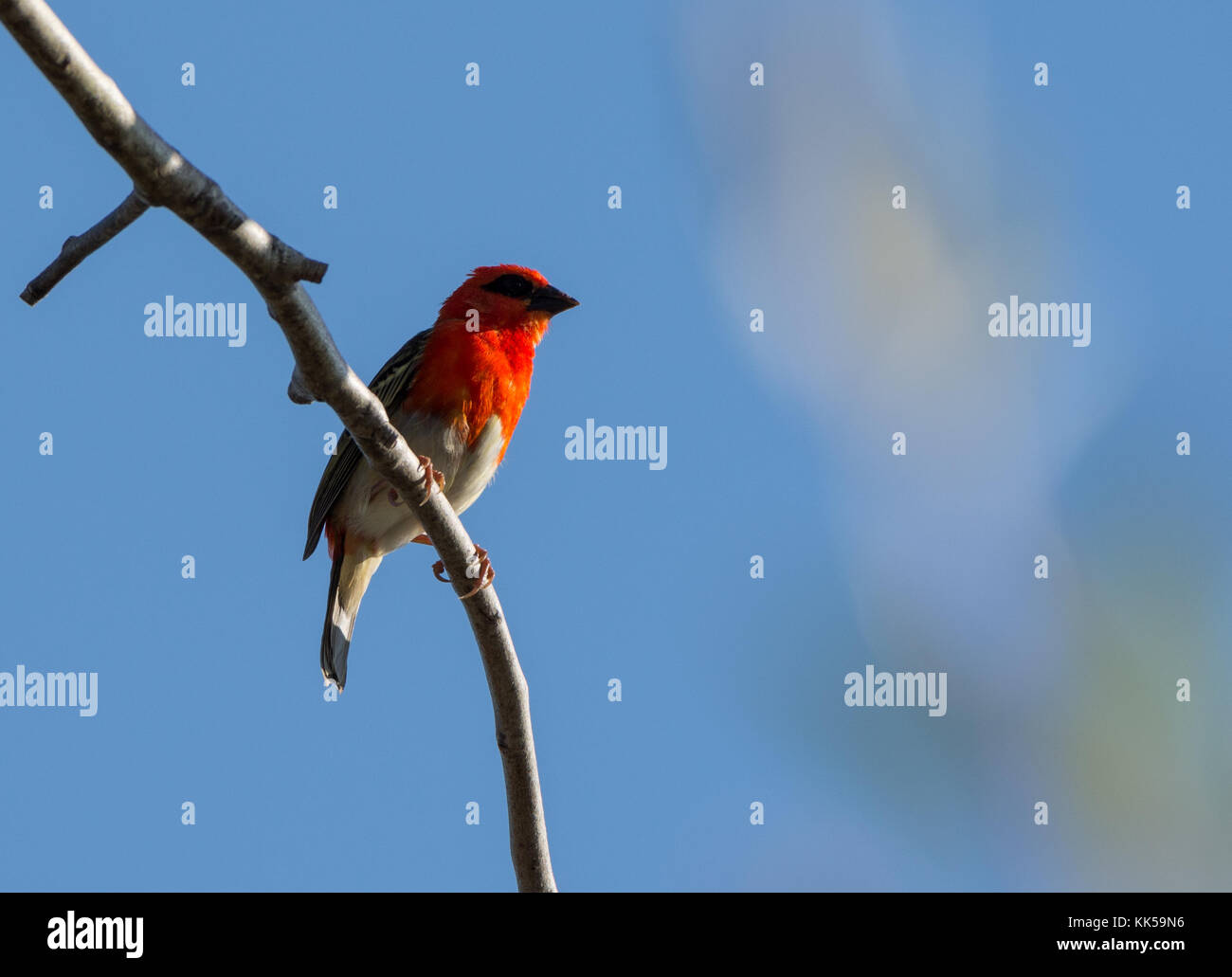 Foudia omissa hires stock photography and images Alamy