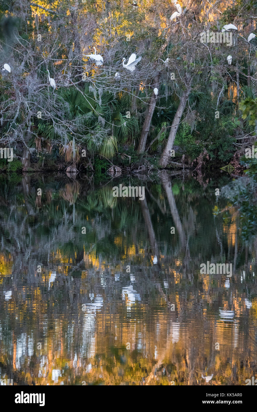 Great White Egrets roosting above a still pond at sunset in Ponte Vedra Beach, Florida. (USA) Stock Photo