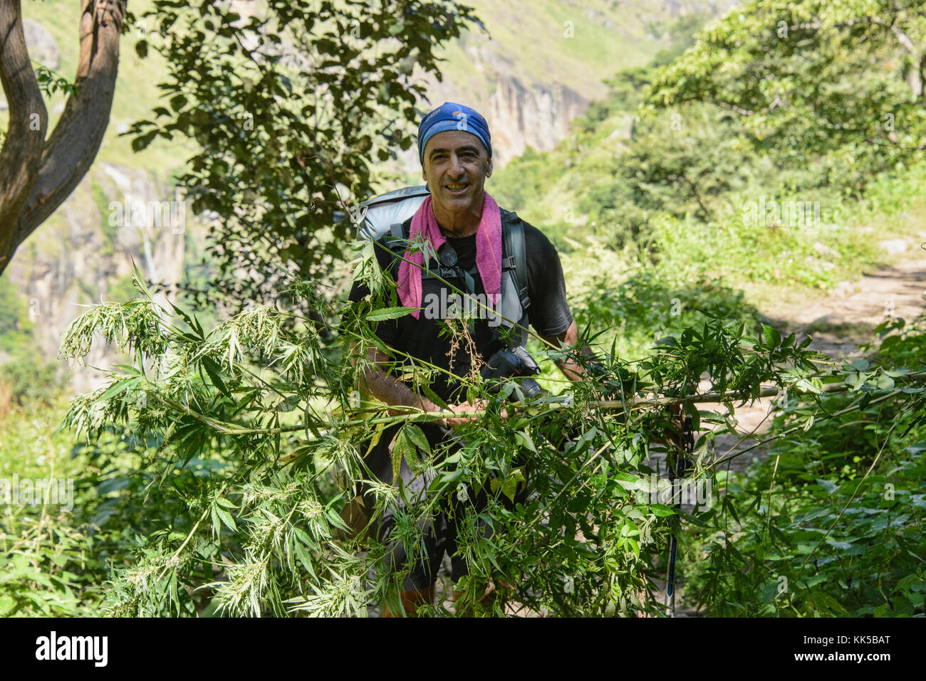 Marijuana grows like a wild weed in the Himalayas, Manaslu Circuit, Nepal Stock Photo