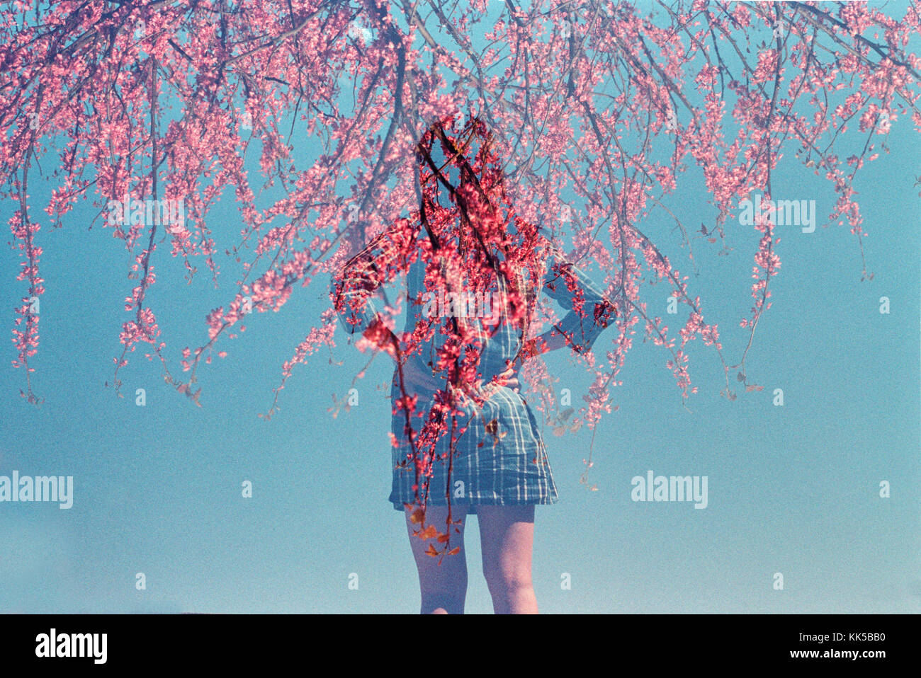 Double Exposure of Woman looking out into the distance with pink trees in bloom Stock Photo