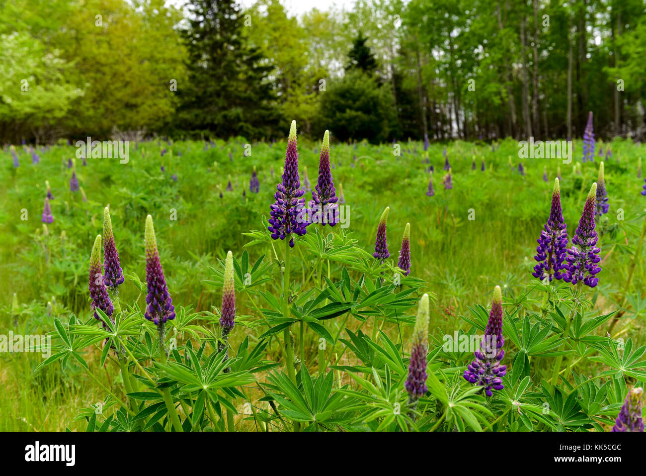 Fresh lupine close up blooming in spring. High lush purple lupine flowers, summer meadow in