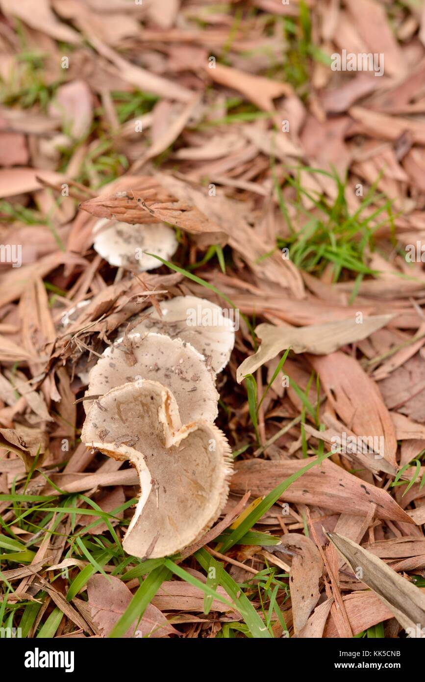 Mushrooms and toadstools growing on the forest floor in Girringun