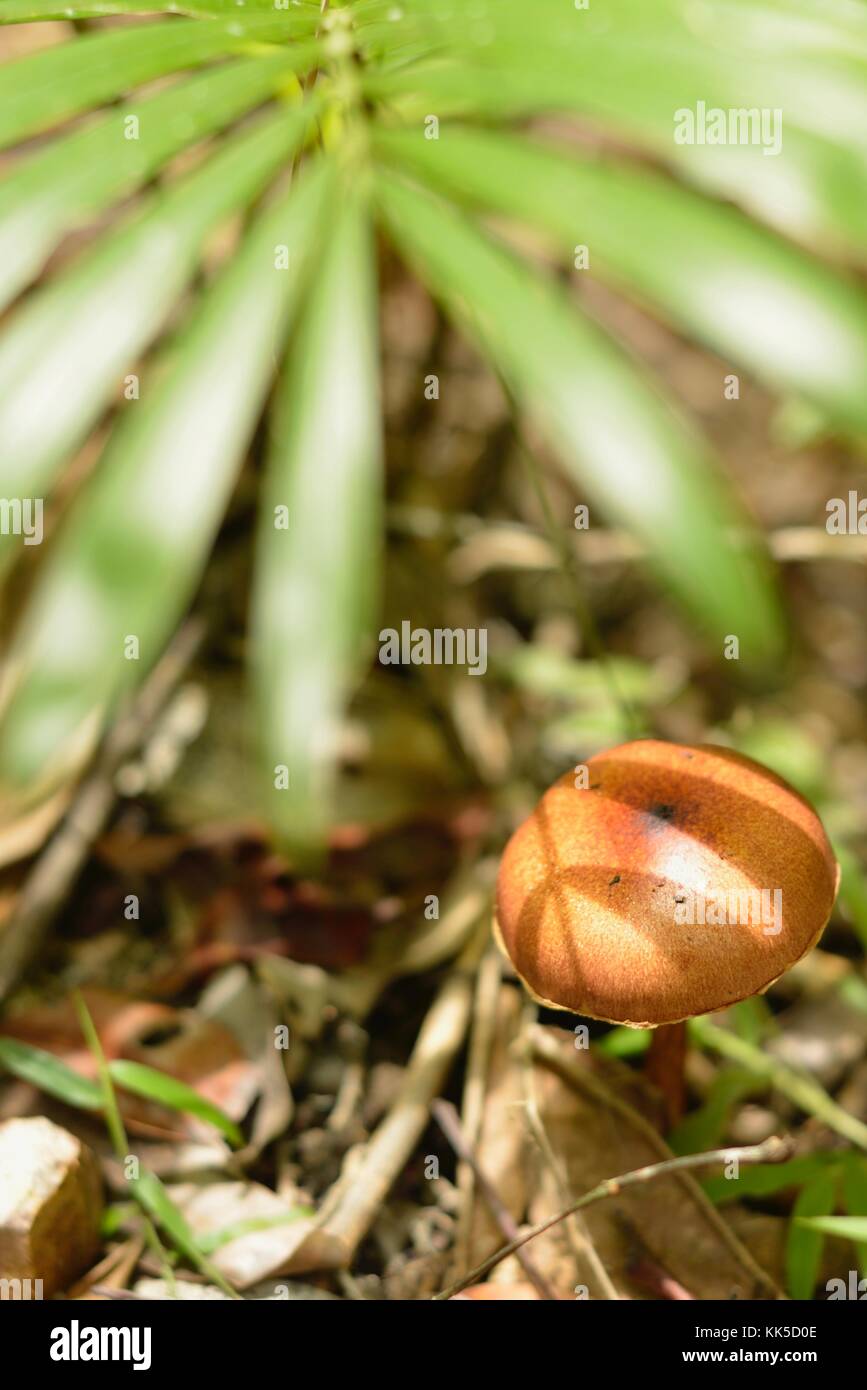 Mushrooms and toadstools growing on the forest floor in Girringun