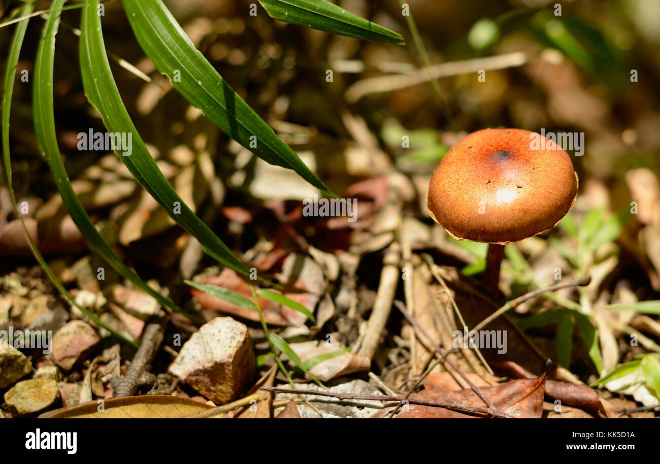Mushrooms and toadstools growing on the forest floor in Girringun