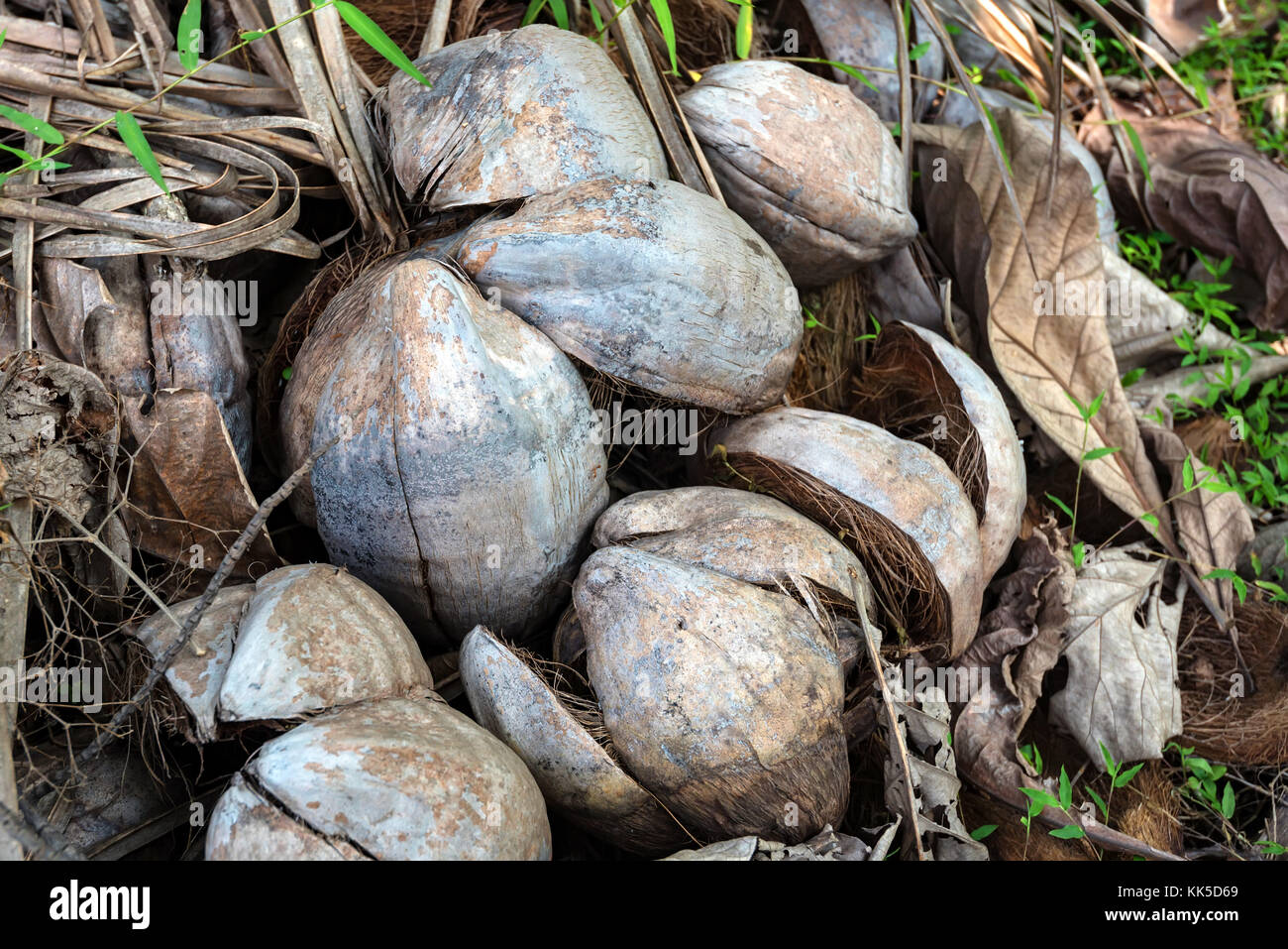 Old dry coconut husk on ground Stock Photo Alamy
