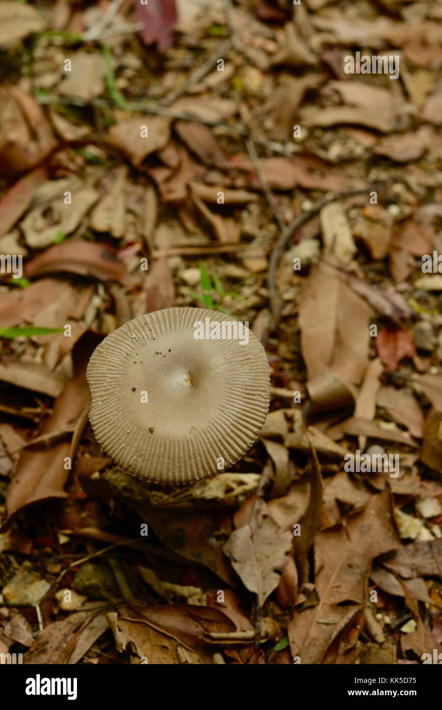 Mushrooms and toadstools growing on the forest floor in Girringun