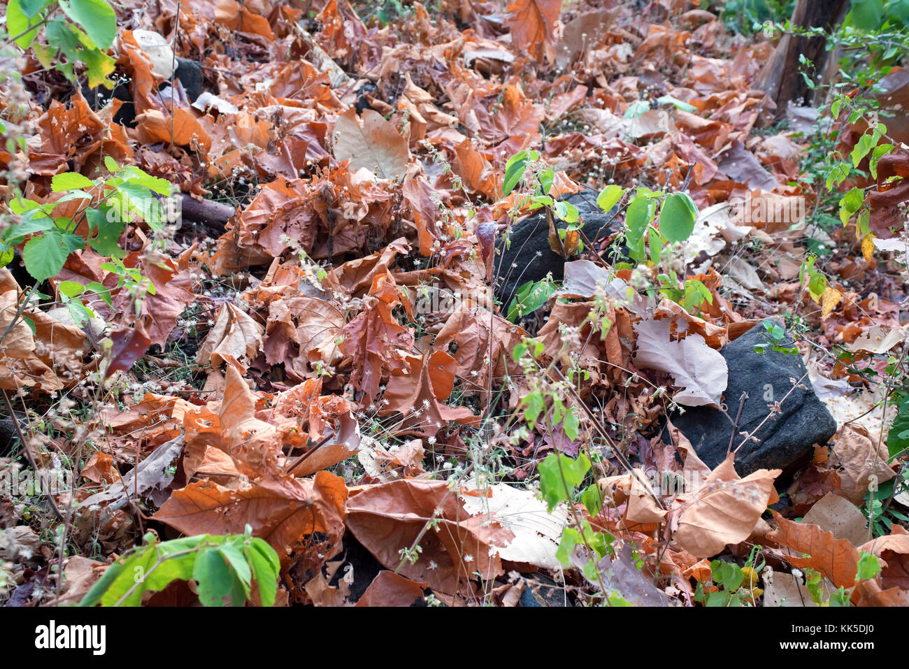 Dry fallen leaves on ground autumn background Stock Photo - Alamy