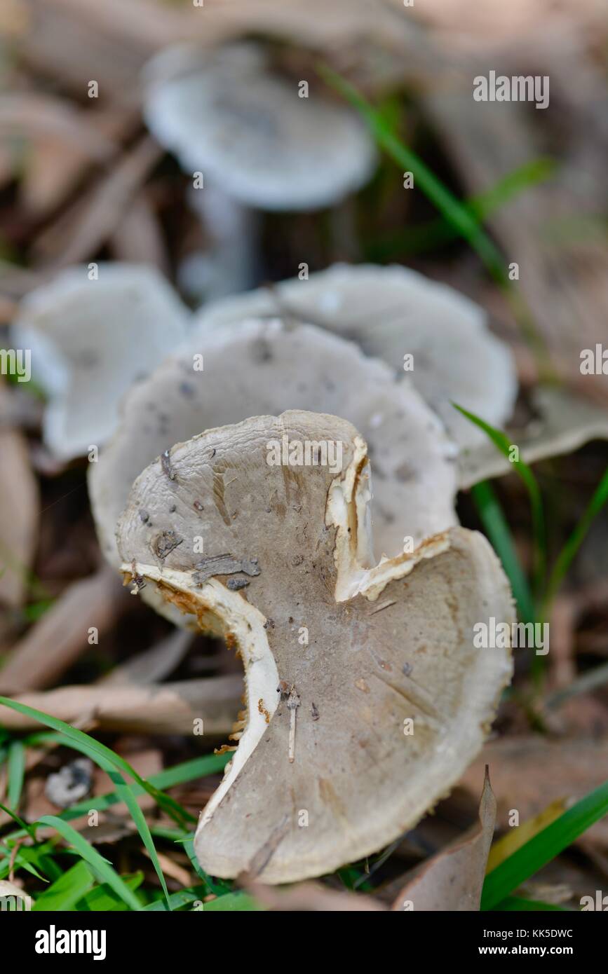 Mushrooms and toadstools growing on the forest floor in Girringun